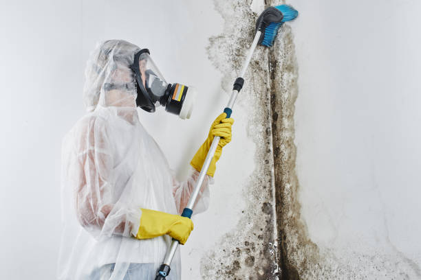 Best HVAC Mold Remediation in Hartford, MI