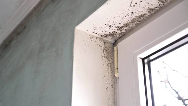 Best Residential Mold Remediation in Hartford, MI