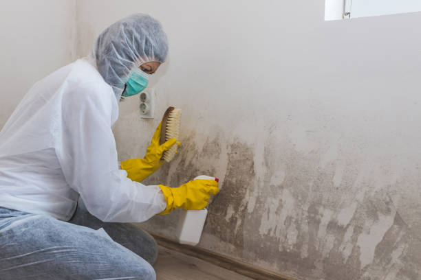 Best Commercial Mold Remediation in Hartford, MI