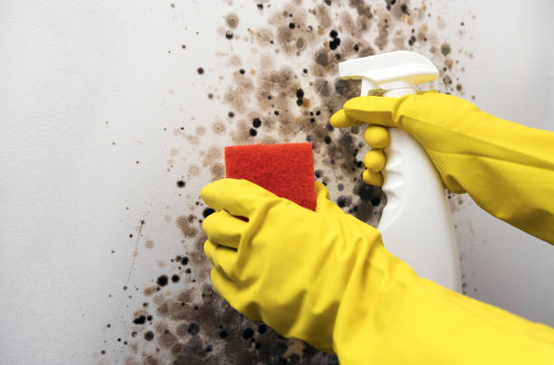 Best Industrial Mold Remediation in Hartford, MI
